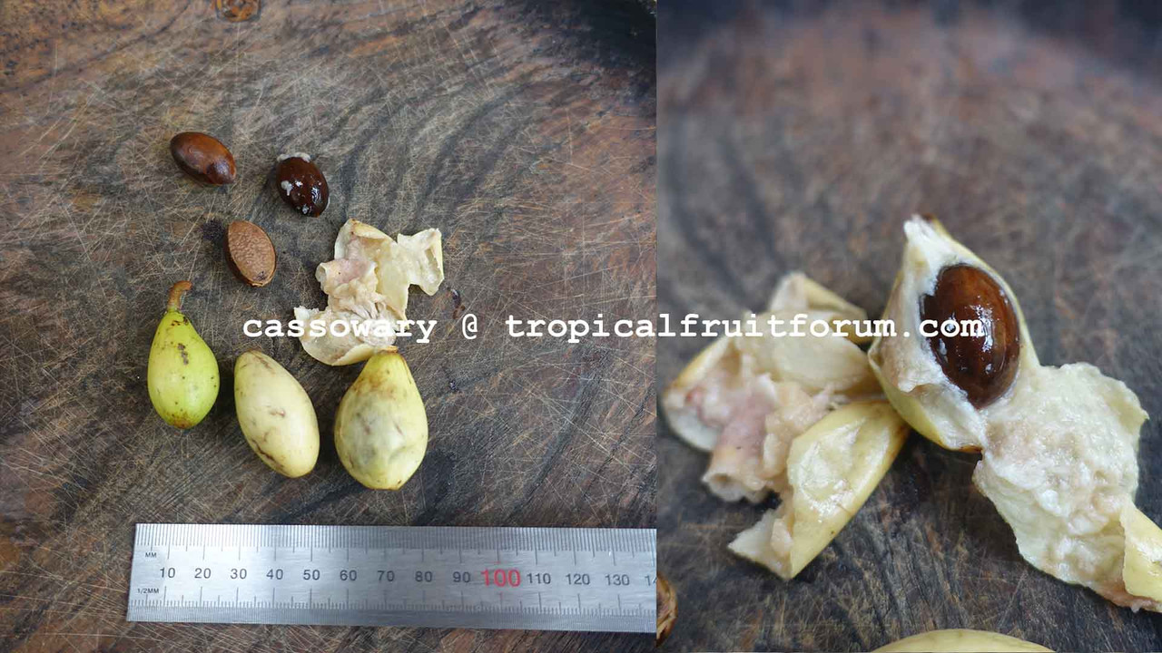 palaquium galactoxylon cassowary image