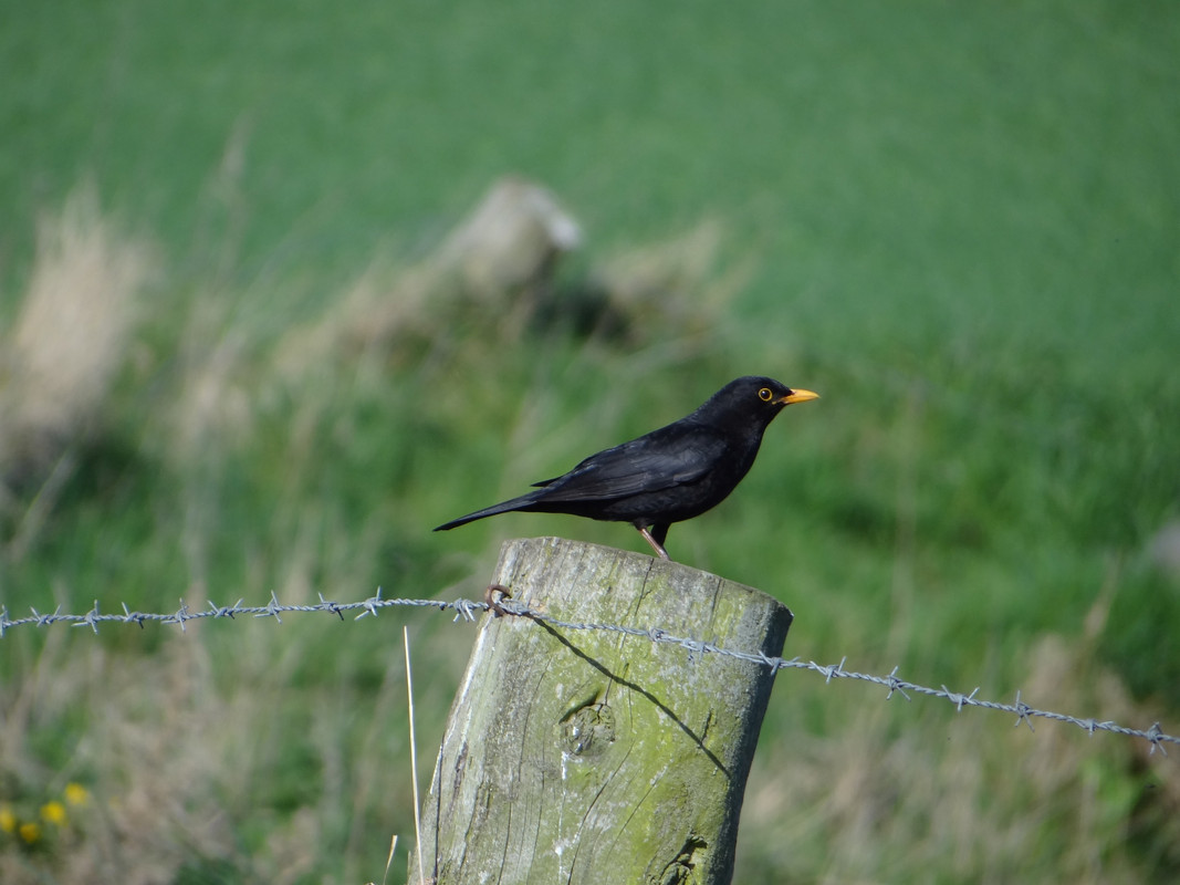 COCK BLACKBIRD 4 300425