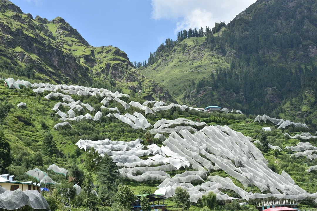 an-apple-orchard-near-narkanda-himachal-india-the-trees-are-v0-zgwd8svr2bd61.webp