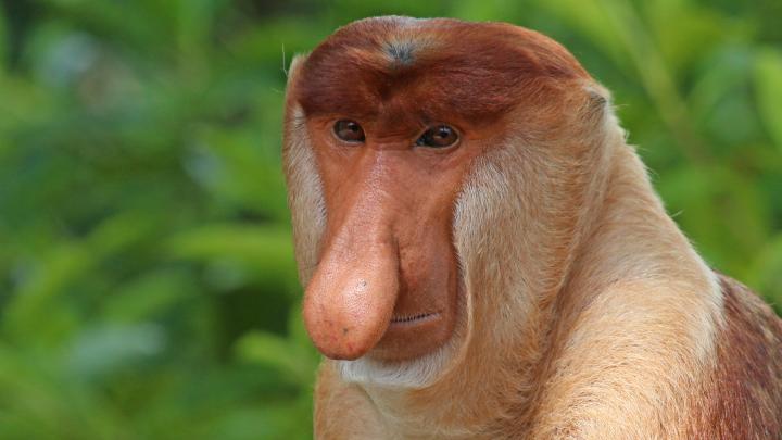 male-head-0.jpg