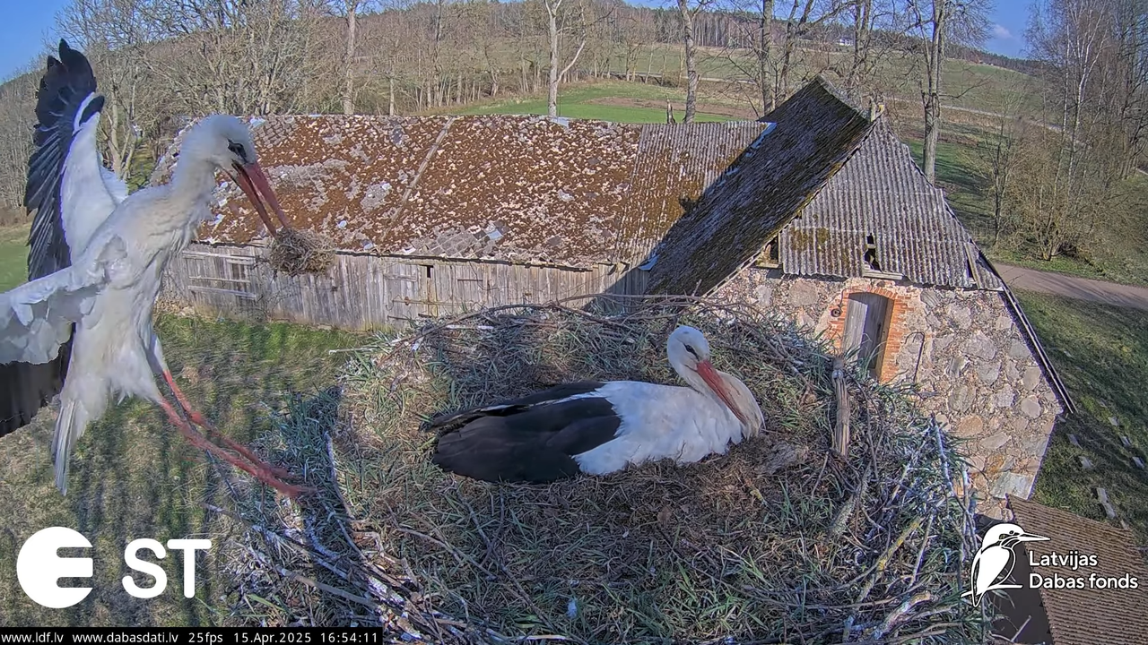(16) Baltie stārķi (Ciconia ciconia) Tukuma novadā __ White storks in Tukums, Latvia - YouTube - 660