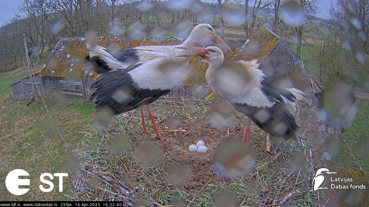 Baltie stārķi (Ciconia ciconia) Tukuma novadā __ White storks in Tukums, Latvia - YouTube - 804_05