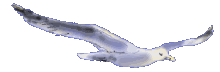 mouette22