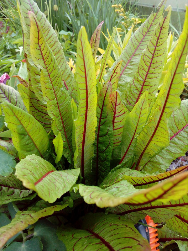 щавель декоративный Кровавая Мери