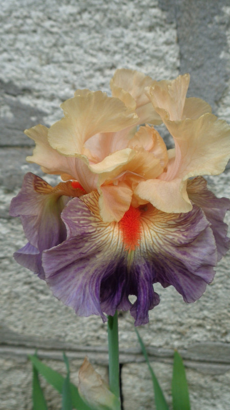 DSC05077