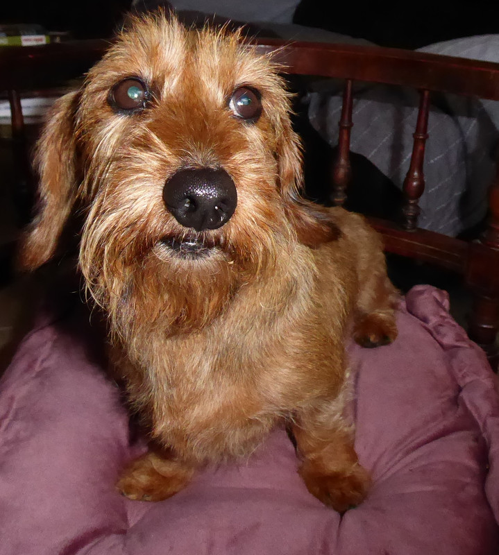 [Image: P1050342-Copie.jpg]