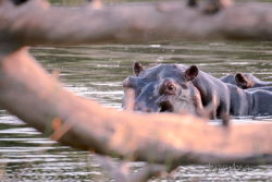 Botswana y Cataratas Victoria: la esencia de África y maravilla natural - Blogs de Botswana - Moremi: la joya de la corona, donde te emocionarás a cada instante. (3)