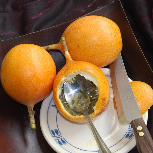 Passiflora ligularis  4