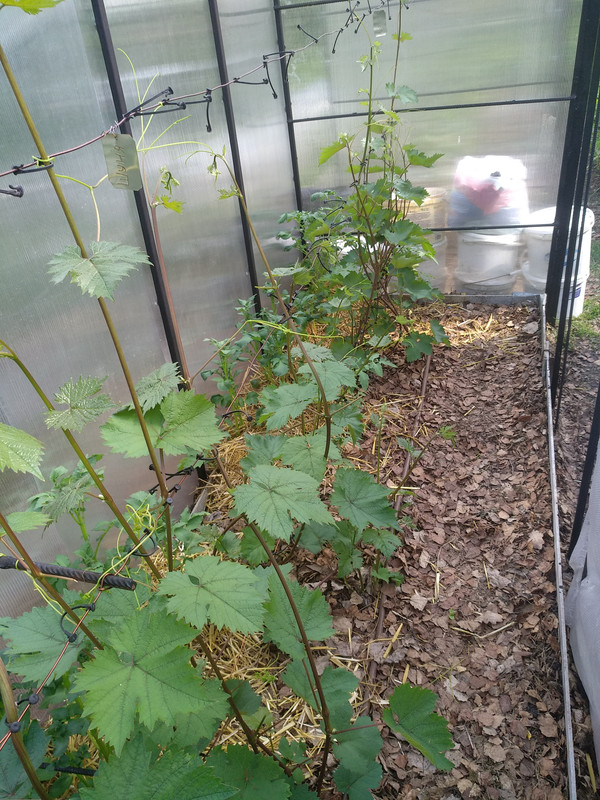 Красотка и Шуня IMG_20220627_154019