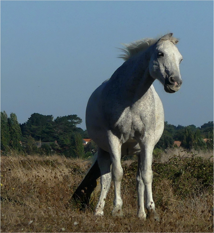 Tout autour du petit marais salant / réponse et ajouts P1190188-JPG-33