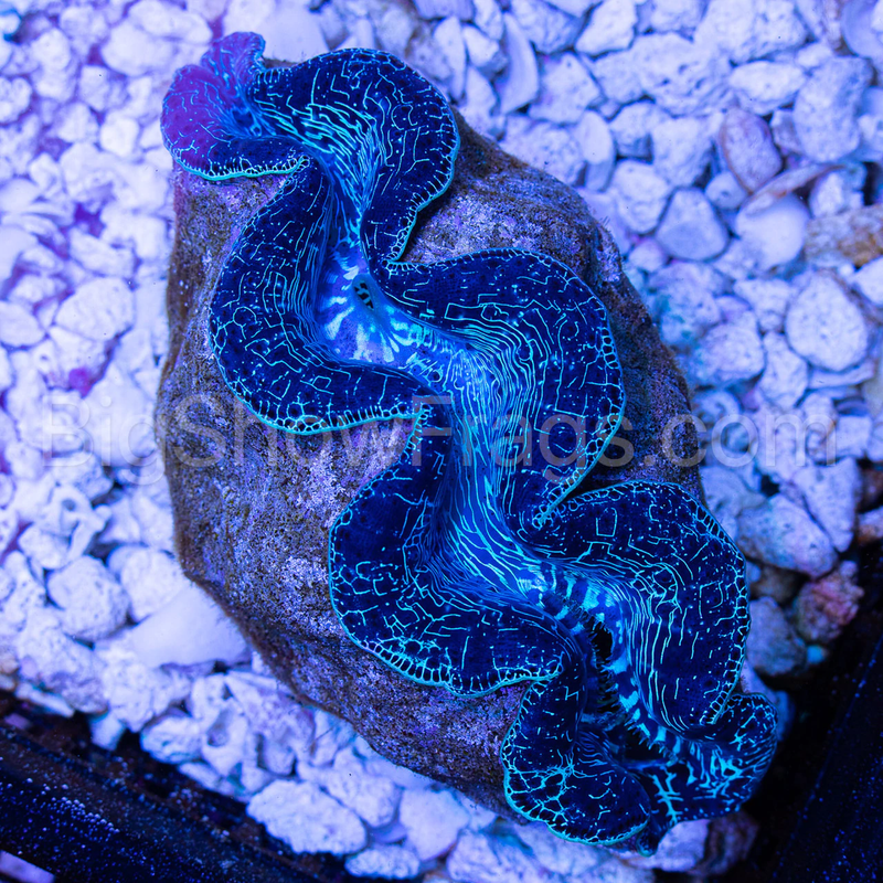 UltraTahitiMaximaClam5to6Inch4-1-811432__43522.1608873955