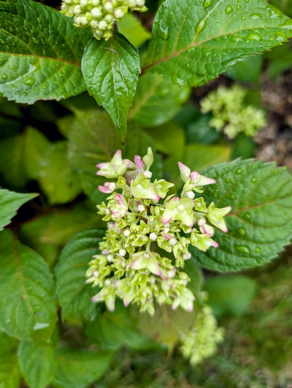 PXL_20240717_095414610.MP~2