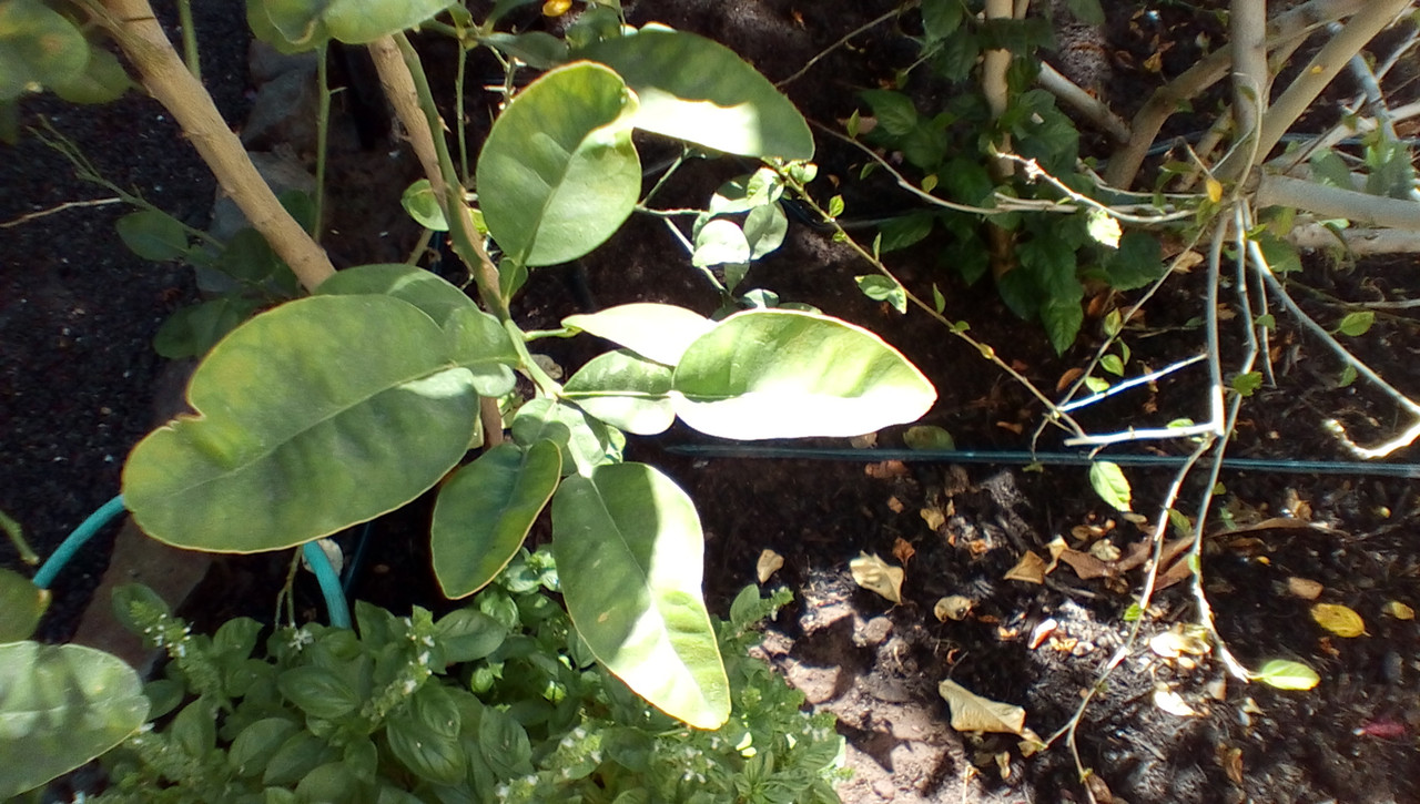 IMG_20171001_1358370_rewind