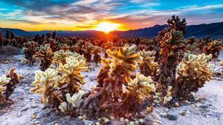 Thơ hoạ Nguyễn Thành Sáng & Tam Muội (1086) Sunrise-in-Cholla-Cactus-Garden-Joshua-Tree-National-Park-Califo