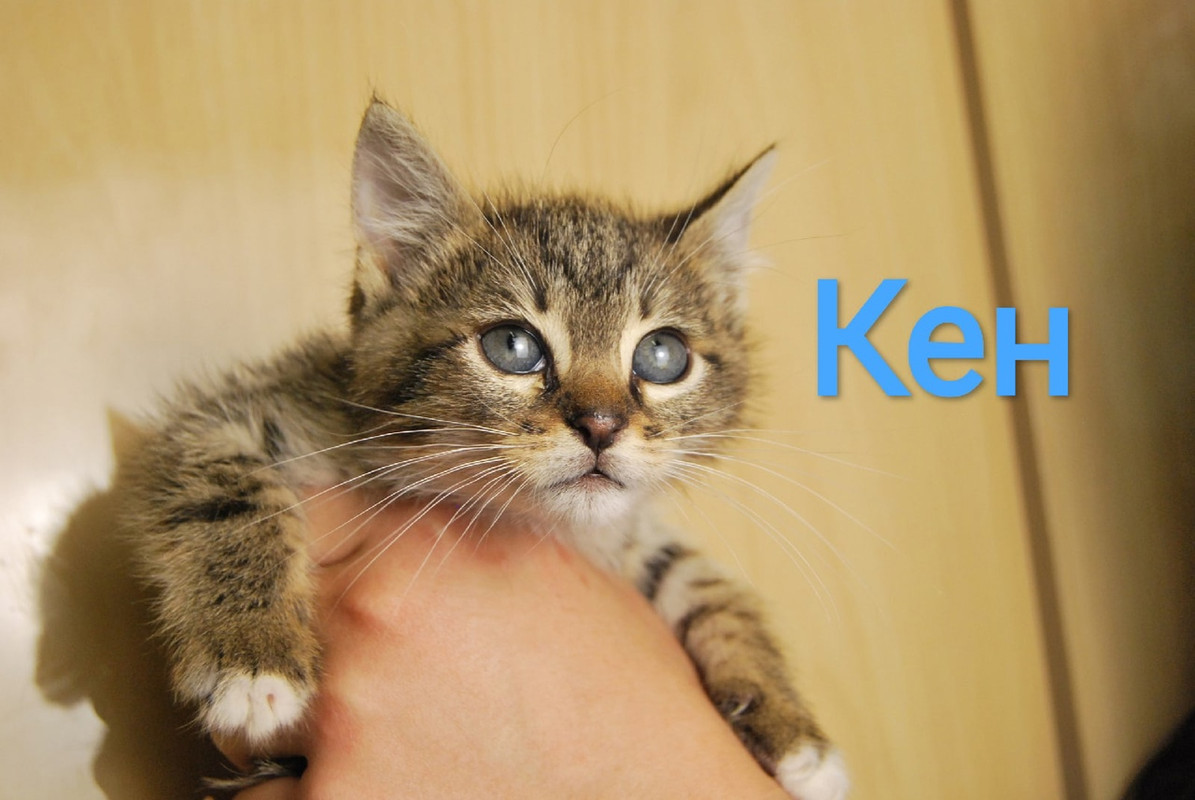 Кен