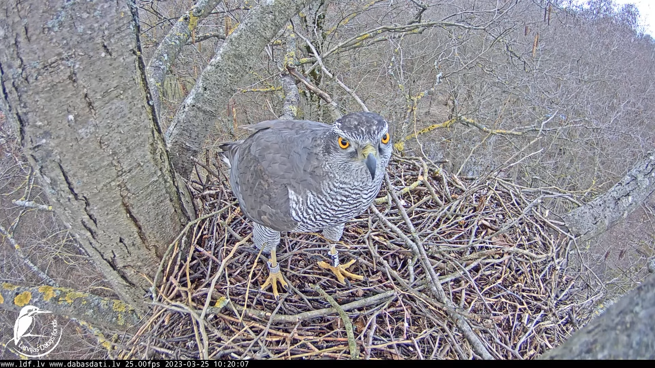 Vistu vanags (Accipiter gentilis) Rīgā - LDF tiešraide __ Goshawks, Riga, Latvia 10-51-12 screenshot