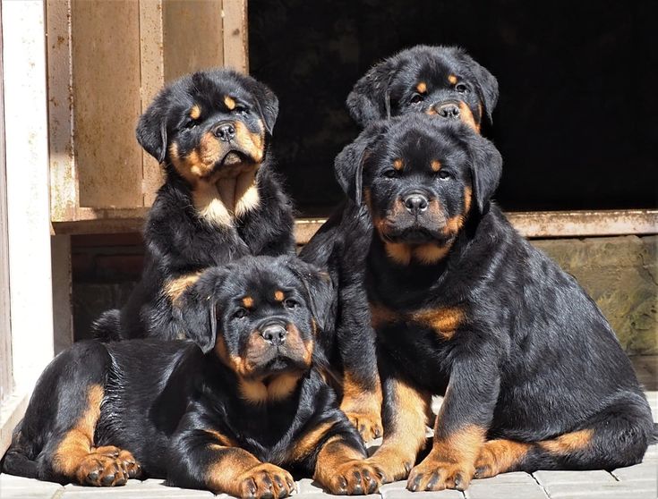 Rottweiler