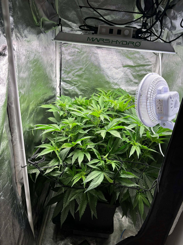 589506776 3335996473205570 882042458683908329 n