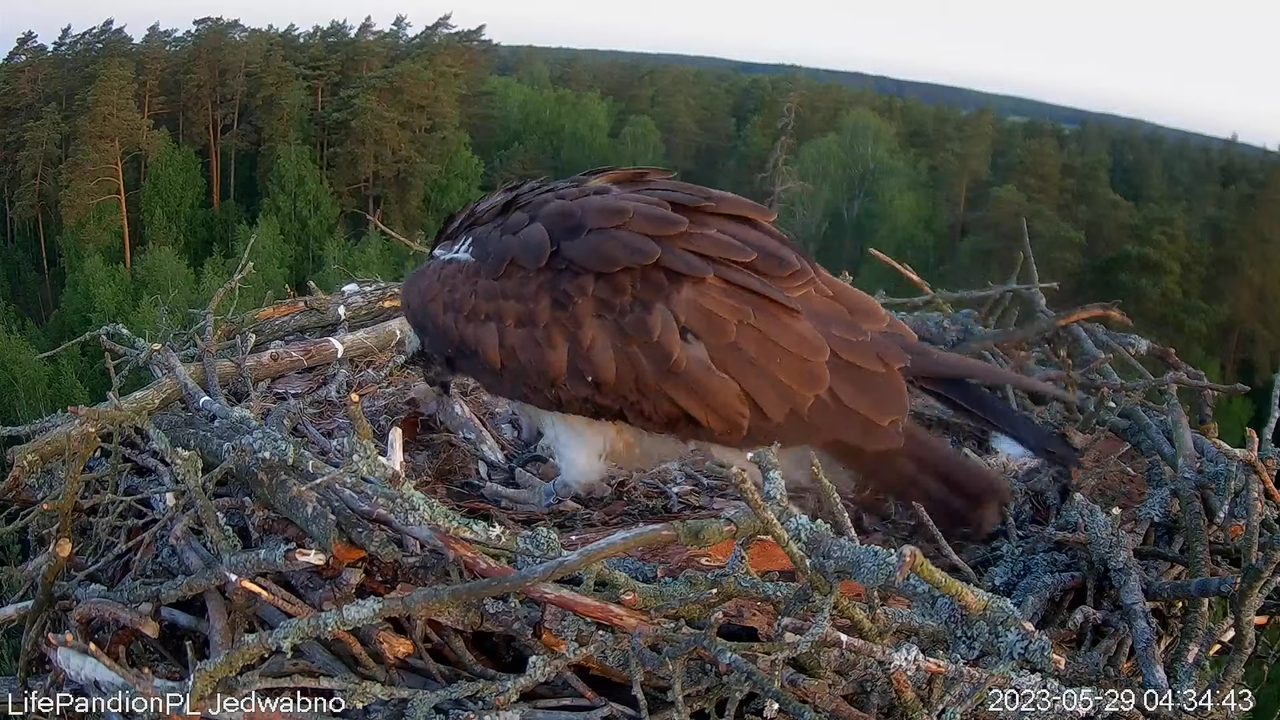 Rybołowy Online Puszcza Napiwodzko-Ramucka _ Ospreys Online in Napiwodzko-Ramucka Forest 10-3-17 scr