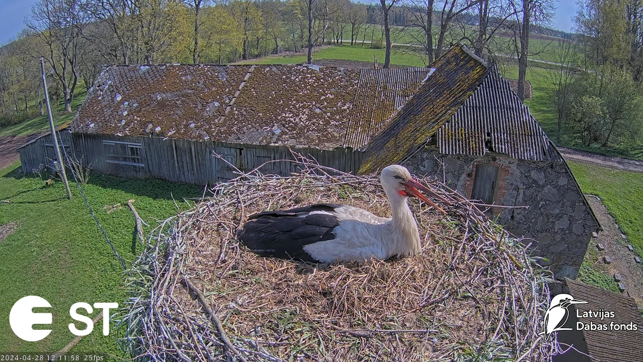 Baltie stārķi (Ciconia ciconia) Tukuma novadā - LDF tiešraide __ White storks in Tukums, Latvia 13-5