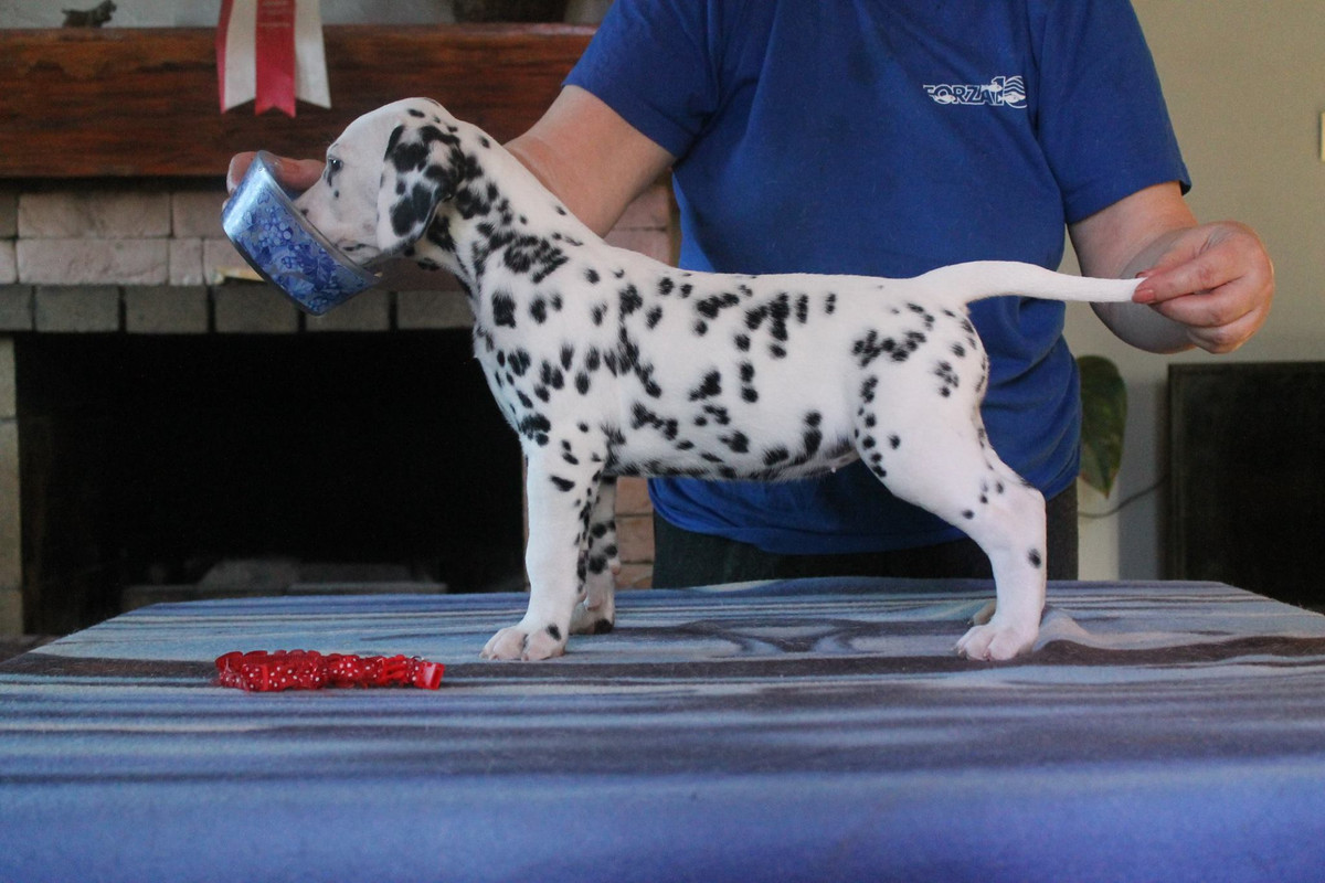 Серенада Осени_2