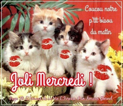 70-chats-mercredi