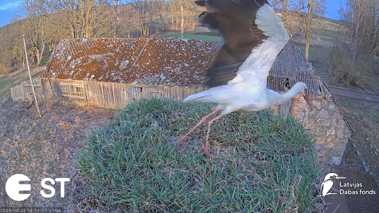 (16) Baltie stārķi (Ciconia ciconia) Tukuma novadā __ White storks in Tukums, Latvia - YouTube - 800