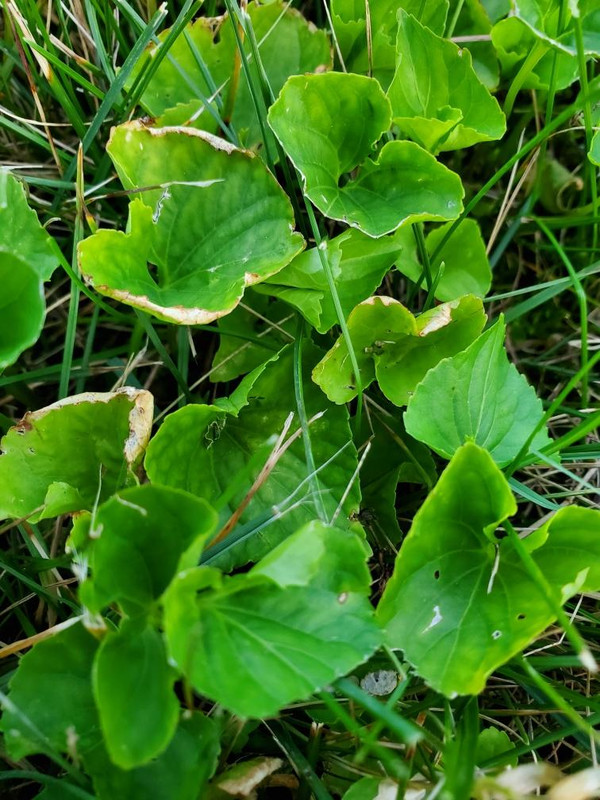 Resized952019070995201232