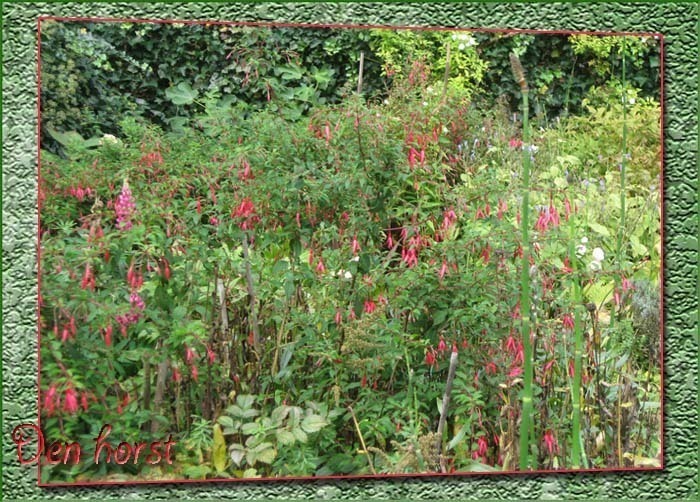 FUCHSIA-MAGELLANICA