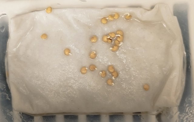 2024.01.30_bakłażany