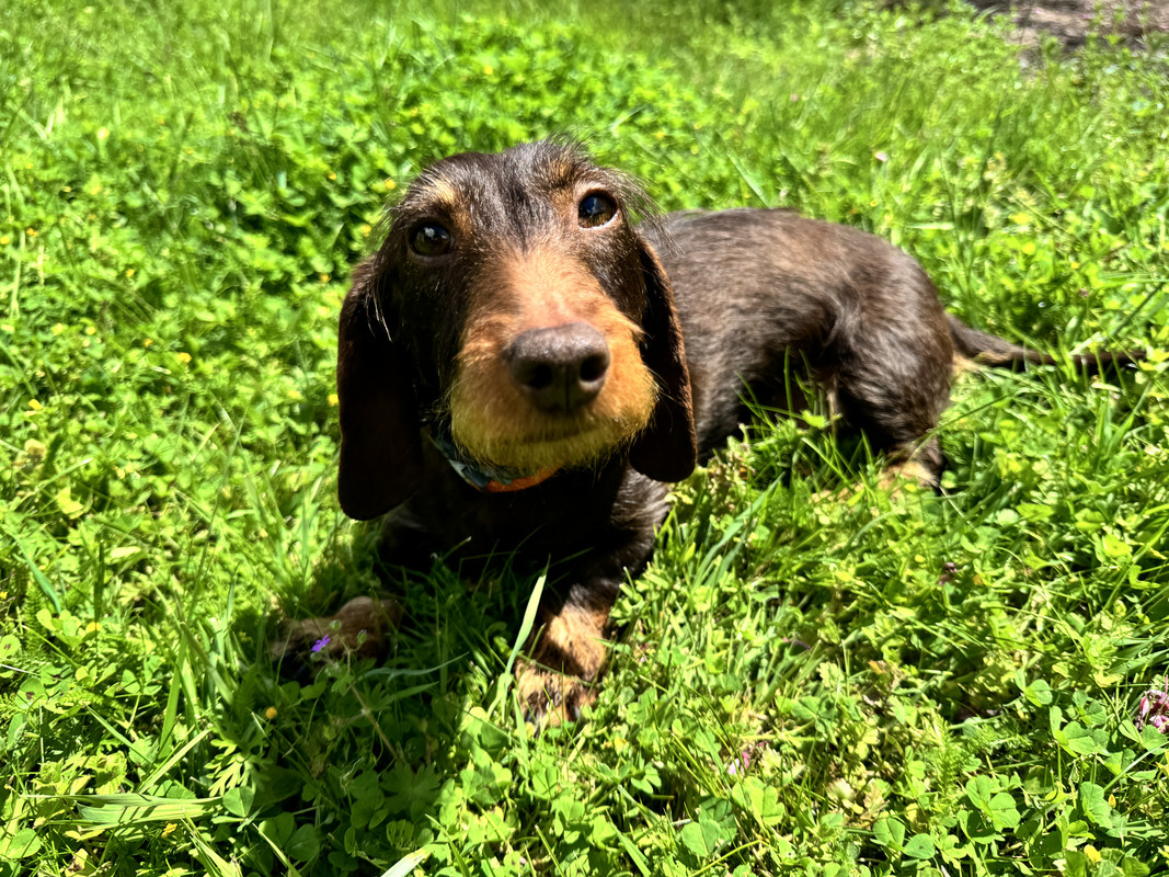 [Image: IMG-0959-1.jpg]