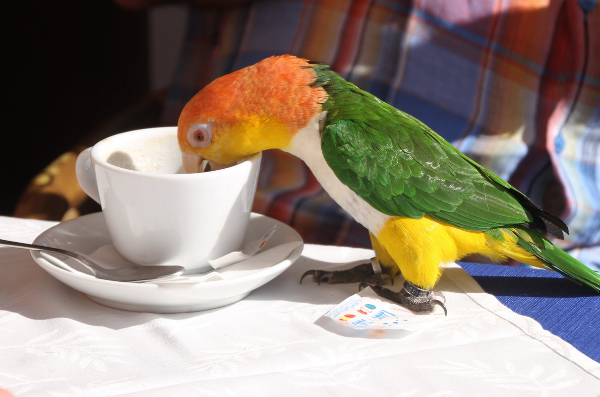 Screenshot 2023-09-05 at 11-12-51 Taste the coffee White-bellied Parrot (Pionites leucogaster)