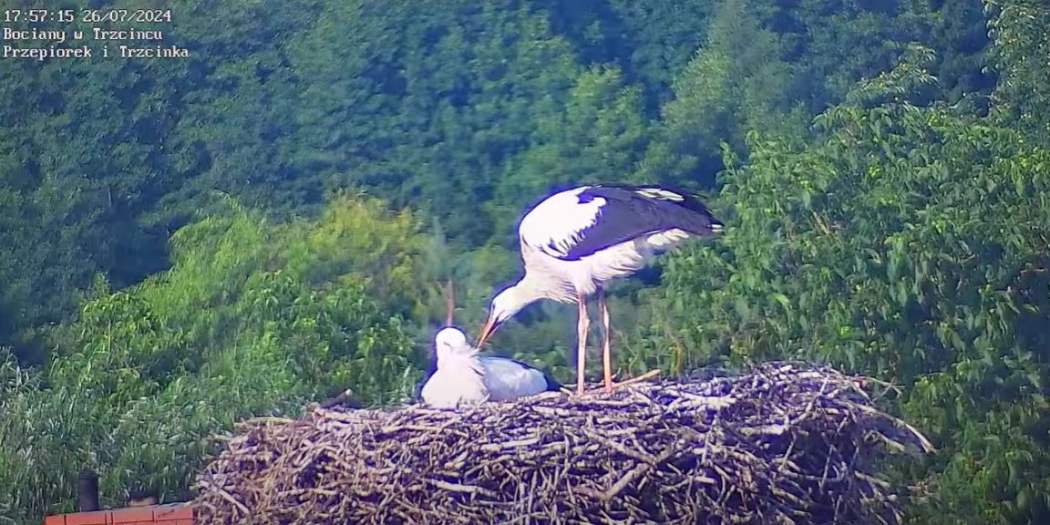 ubrudzilassieczymisiewydaje