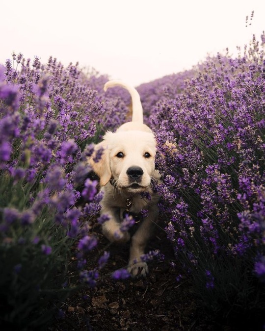Puppyinlavedare972990a24a03b0b3550.jpg