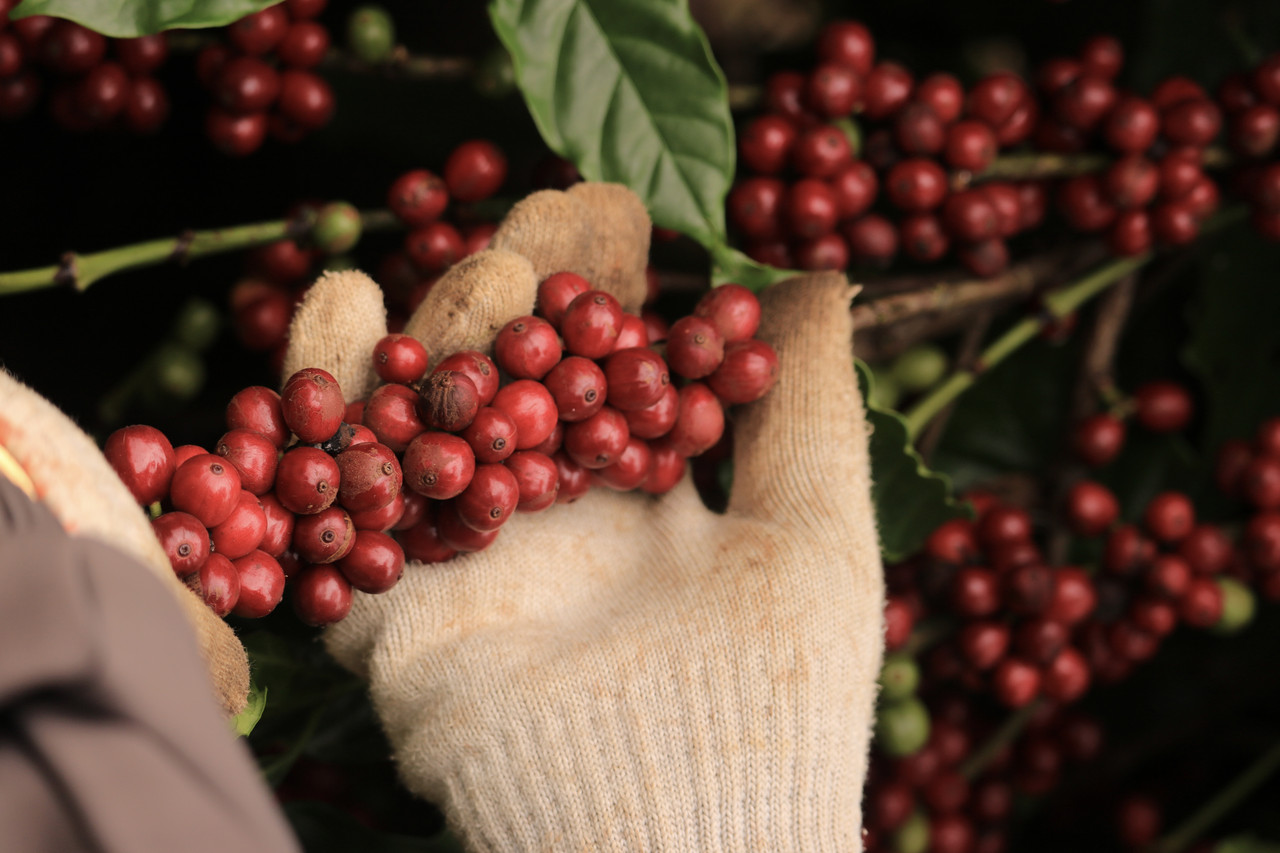 Robusta honey tỷ lệ chín cao