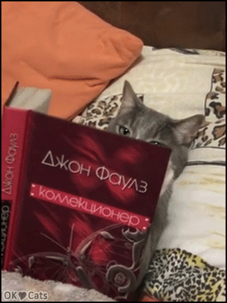 Funny-Cat-GIF-When-your-clever-Cat-reads-your-book-in-your-bed-haha-who-is-the-boss-at-home-ok-ca.gif