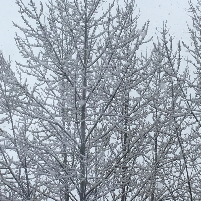 новогоднее с айфона январь 2025 043