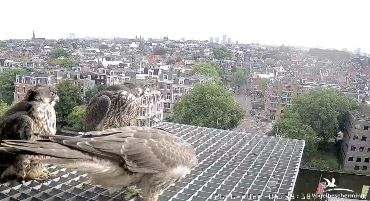 Amsterdam/Rijksmuseum screenshots © Beleef de Lente/Vogelbescherming Nederland - Pagina 33 Video-2022-06-26-084225-Moment