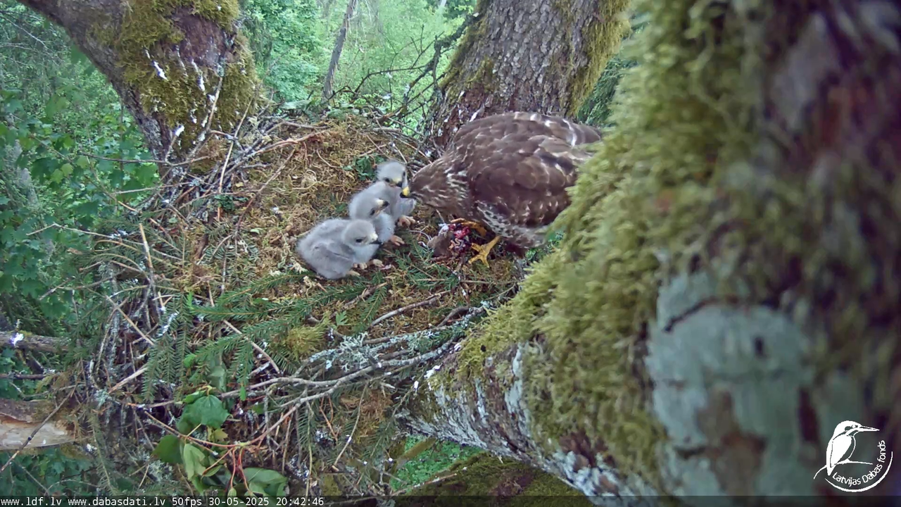 Melnās klijas (Milvus migrans) Kurzemē_ peļu klijāni (Buteo buteo) 13-2-56 screenshot
