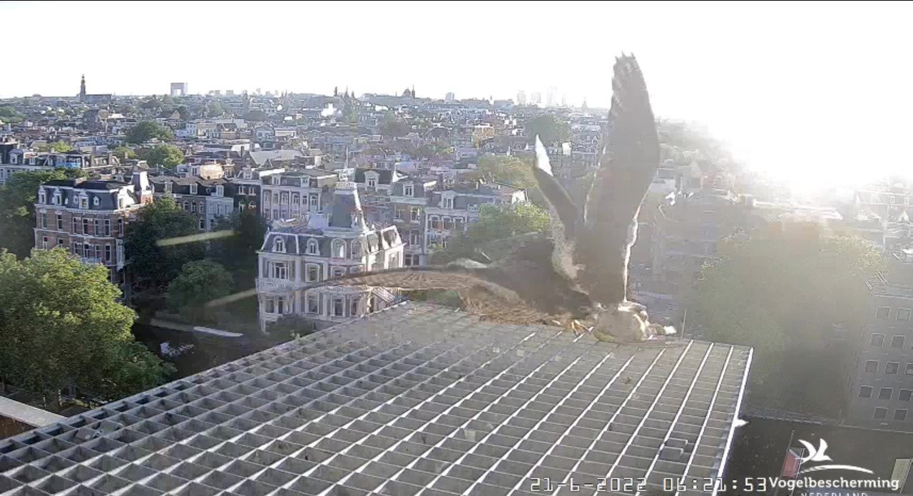 Amsterdam/Rijksmuseum screenshots © Beleef de Lente/Vogelbescherming Nederland - Pagina 30 Video-2022-06-21-062721-Moment-5
