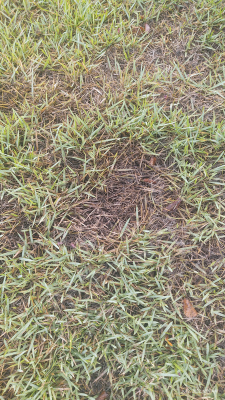 IMG_20220702_065944944