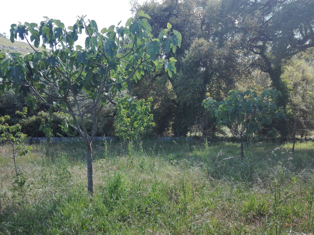 fig trees — Postimages