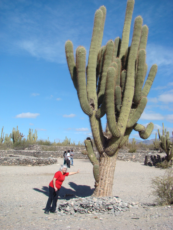 Entre Amaichá y Cafayate (65)