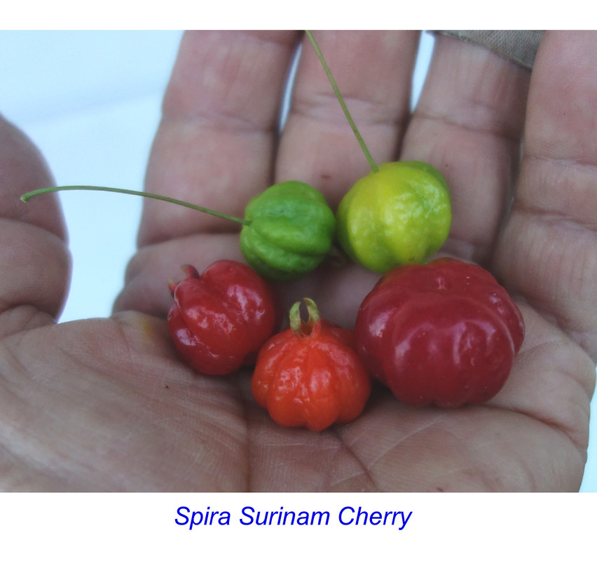 Spira-Surinam Scions (6-21-25)-pic3