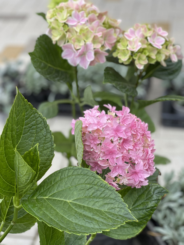 224D5C31-40CC-4648-A3F4-AC4B9D9938E5