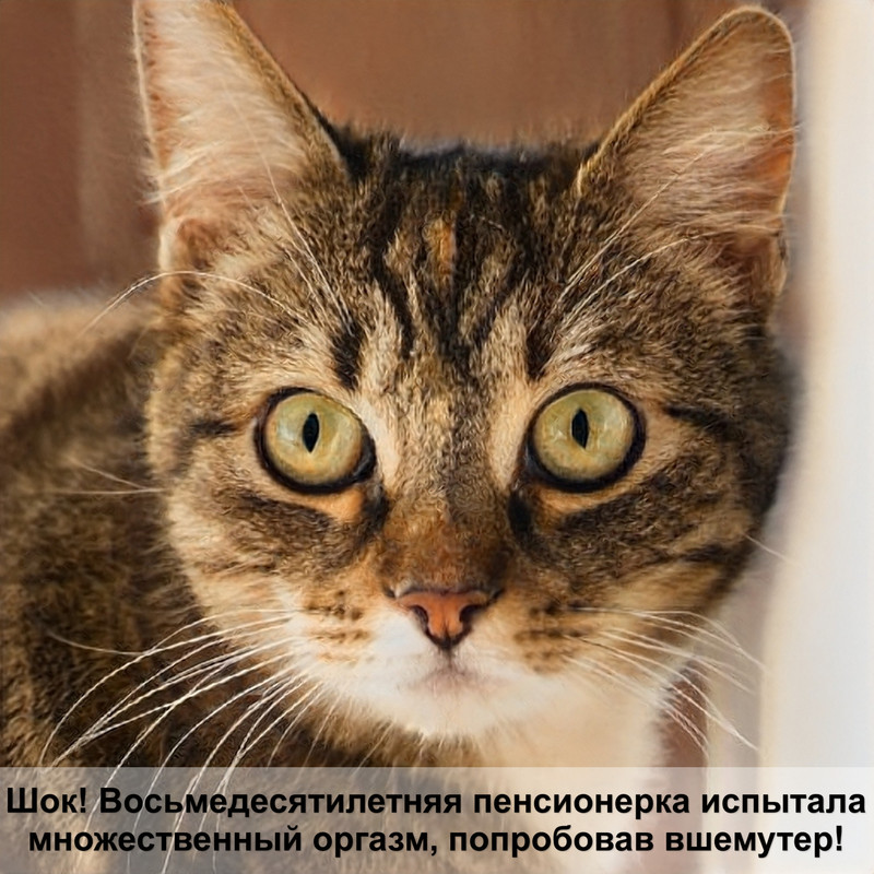 как приучить кошку к унитазу