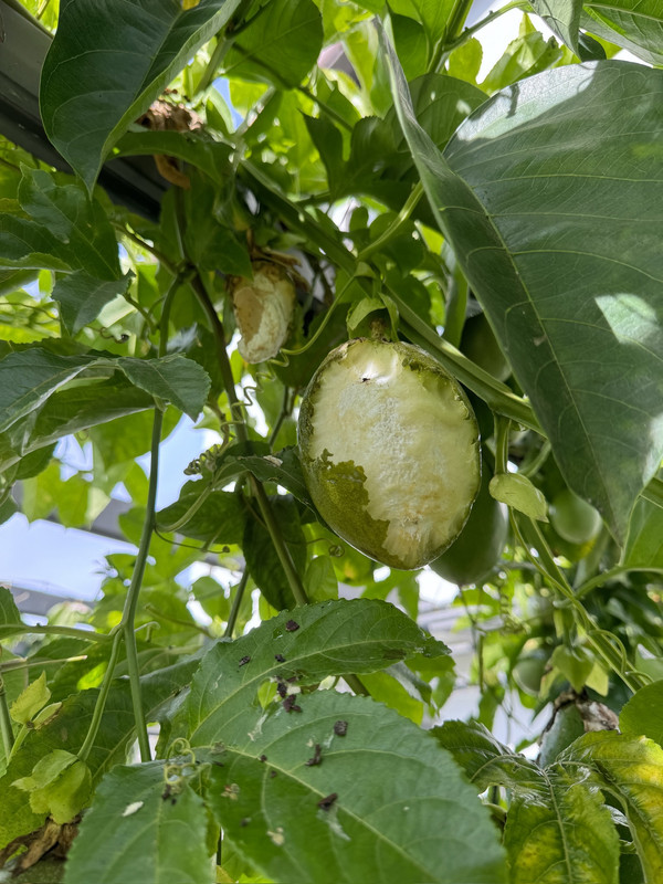 F3245D34-3C55-4FA9-82B9-02C2747B9A2A_1_102_o