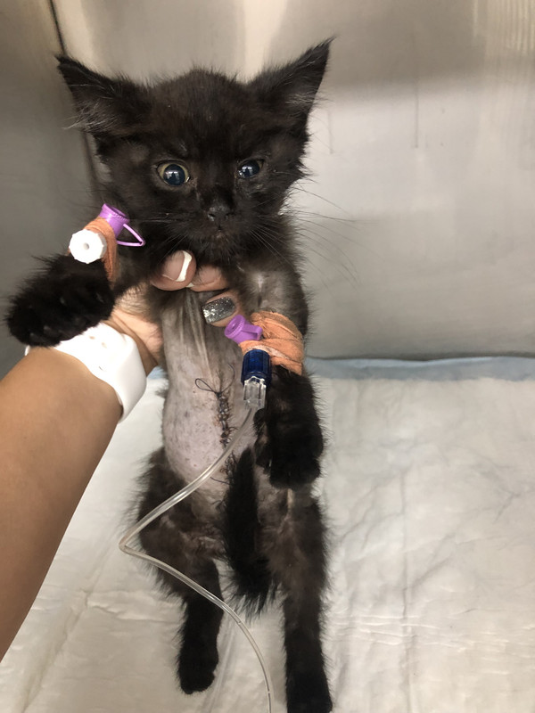 3989819B-B061-43B6-9AB5-70271C1F2958