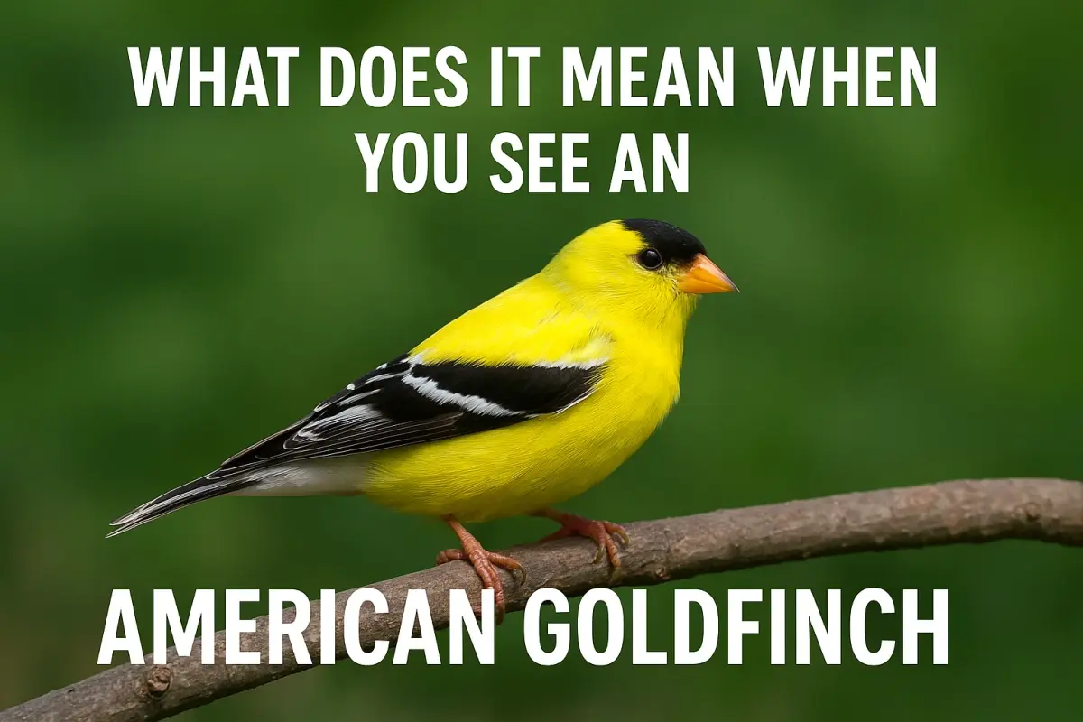 You See An American Goldfinch