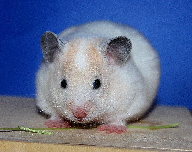 Алыча 21.04.22-01